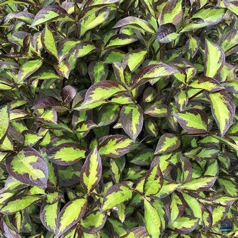 Weigela "Vinho Verde"