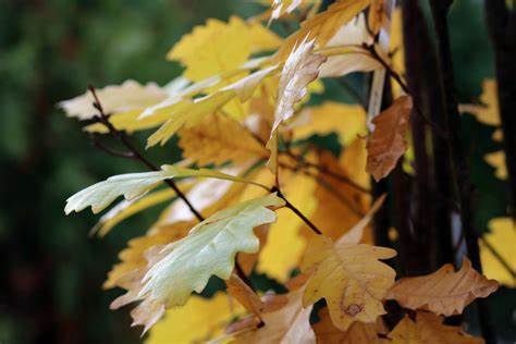Hybrid Oak "Regal Prince"