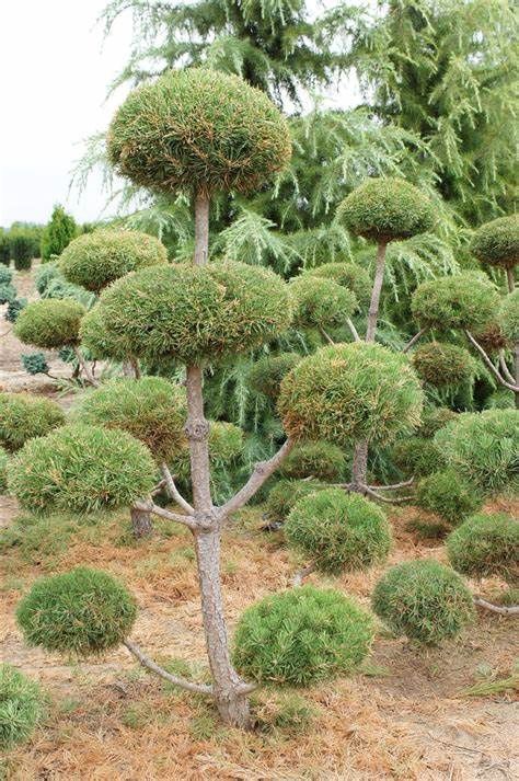 Scots Pine "Poodle Pine"