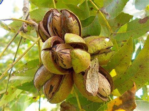 Hardy Pecan Tree
