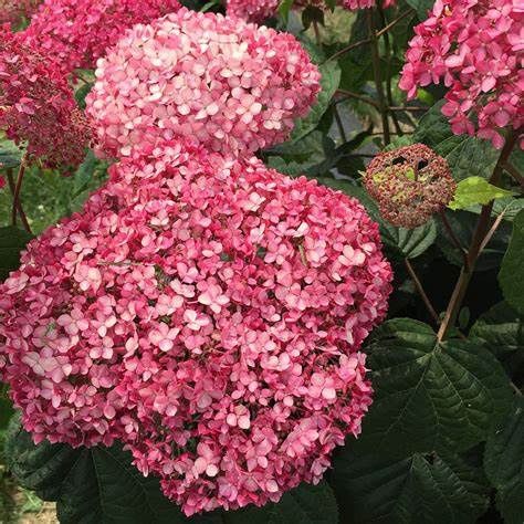 Smooth Hydrangea