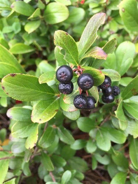 Black Chokeberry "Low Scape Mound", Size: 2g