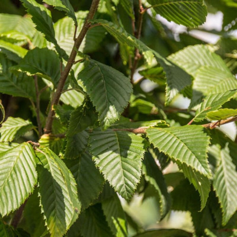 European Hornbeam "Lucas"