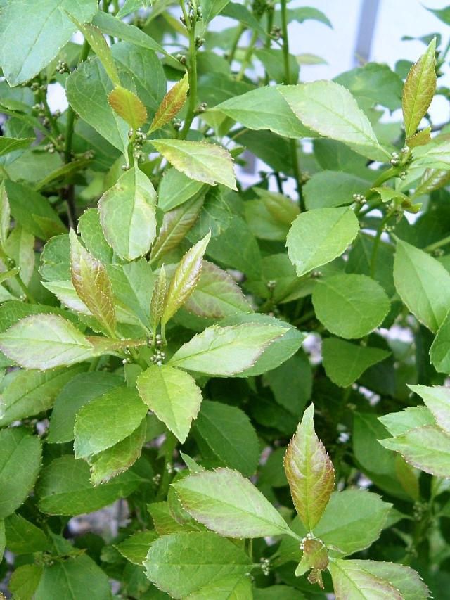Holly Winterberry "Jim Dandy", Size: 3g