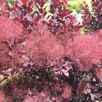 Smokebush "Dusky Maiden"
