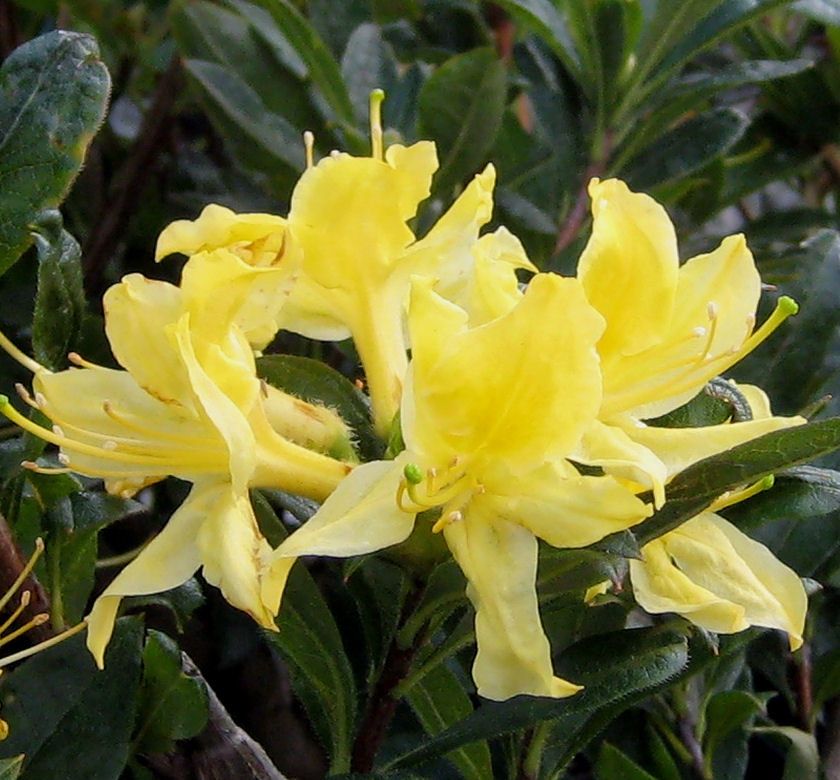 Deciduous Azalea "Lemon Lights", Size: 3g