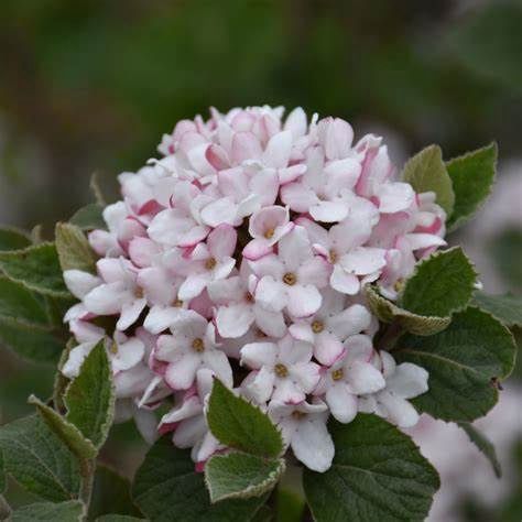 Viburnum "Sugar N' Spice", Size: 3g