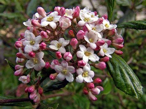Viburnum "Mohawk"