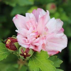 Rose of Sharon "Peppermint Smoothie"