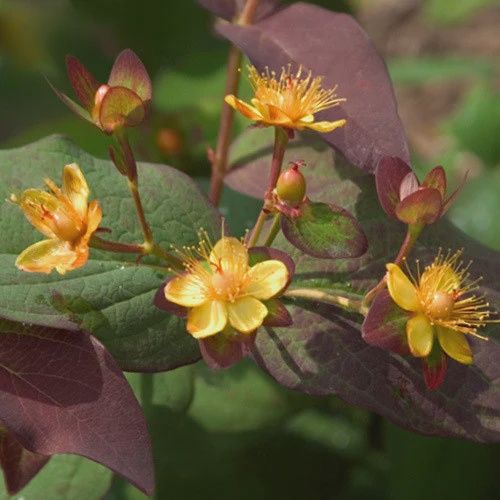 St. John's Wort "Albury Purple"