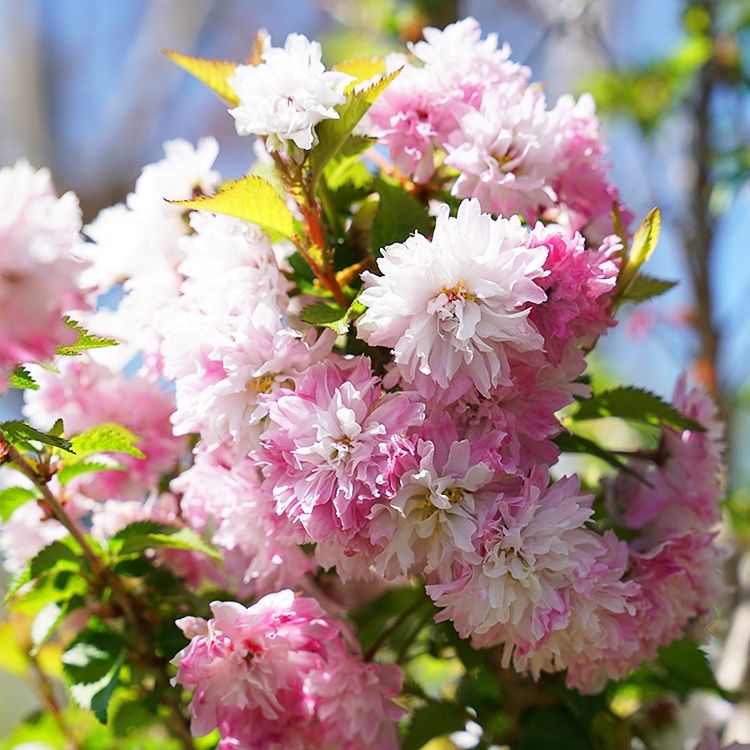Flowering Cherry "Zuzu", Size: 3g
