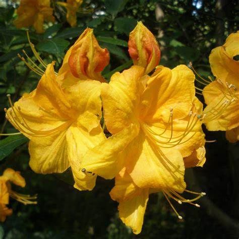 Deciduous Azalea "Klondyke", Size: 3g