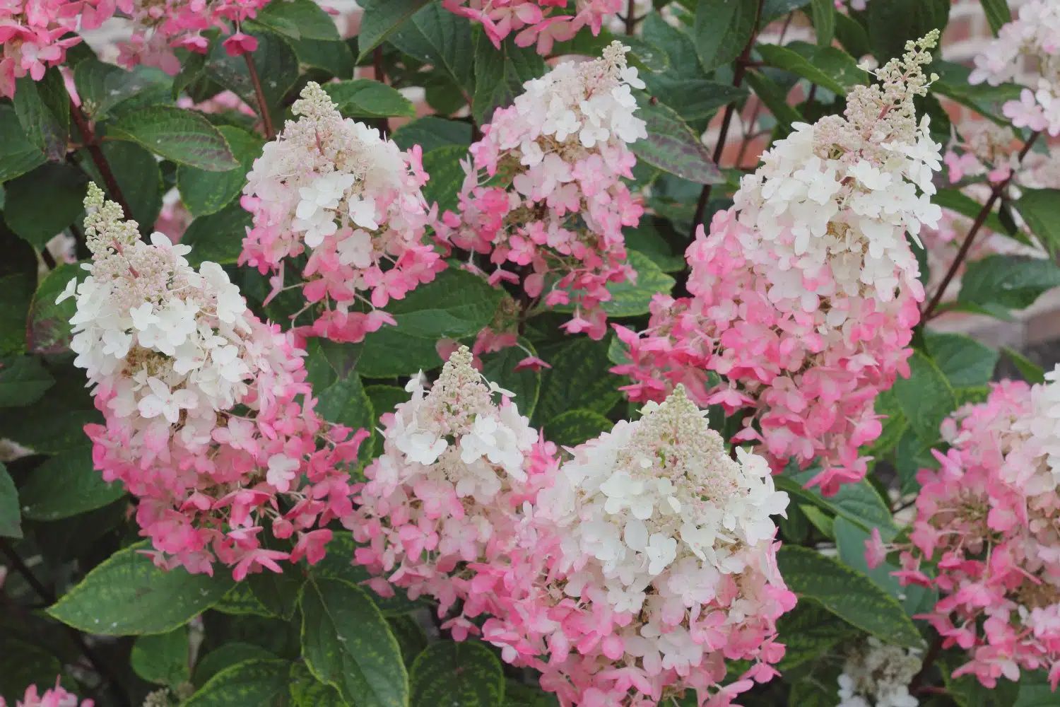 Panicle Hydrangea "Pinky Winky", Size: 3g