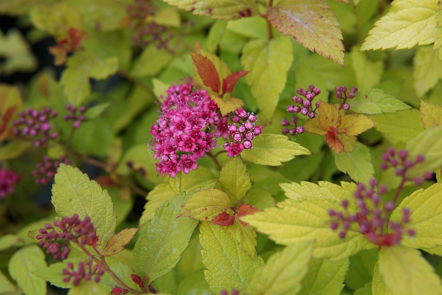 Spirea "Magic Carpet", Size: 3g