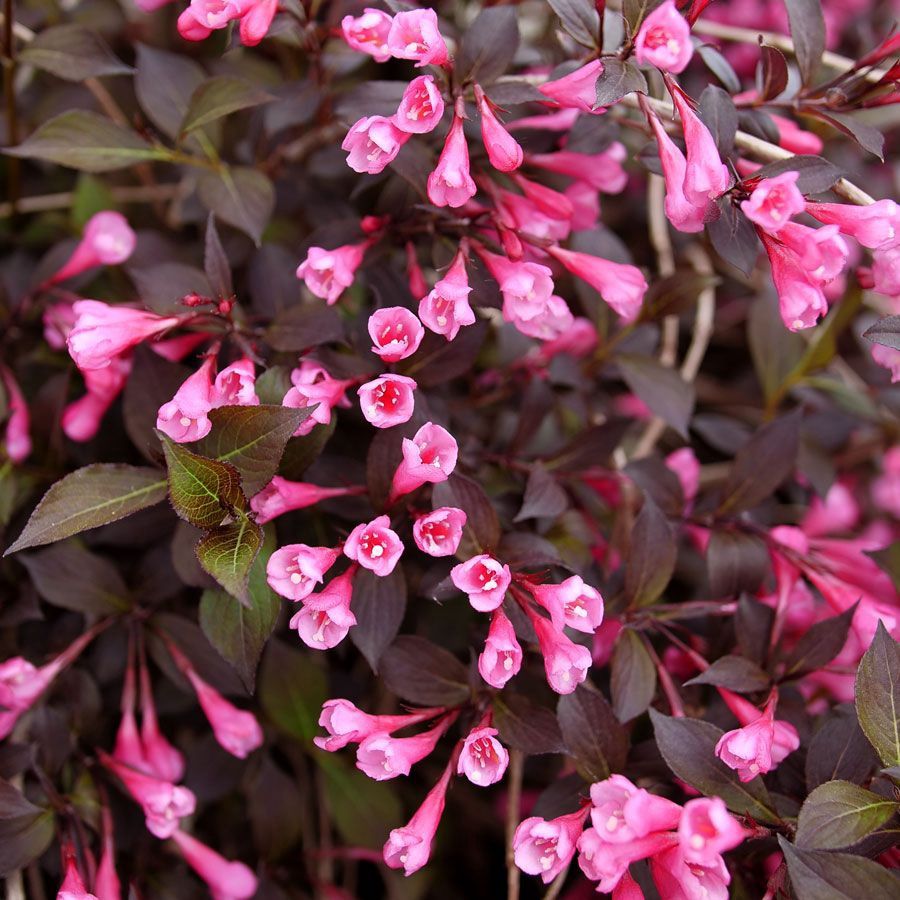Weigela "Very Fine Wine", Size: 3g