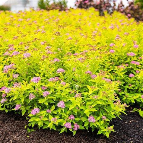 Spirea "Pineapple Poprocks"