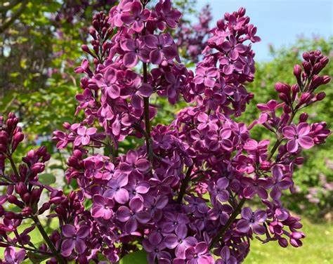 Early-Flowering Lilac "Declaration", Size: 3g
