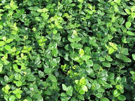 Euonymus "Green Lane"
