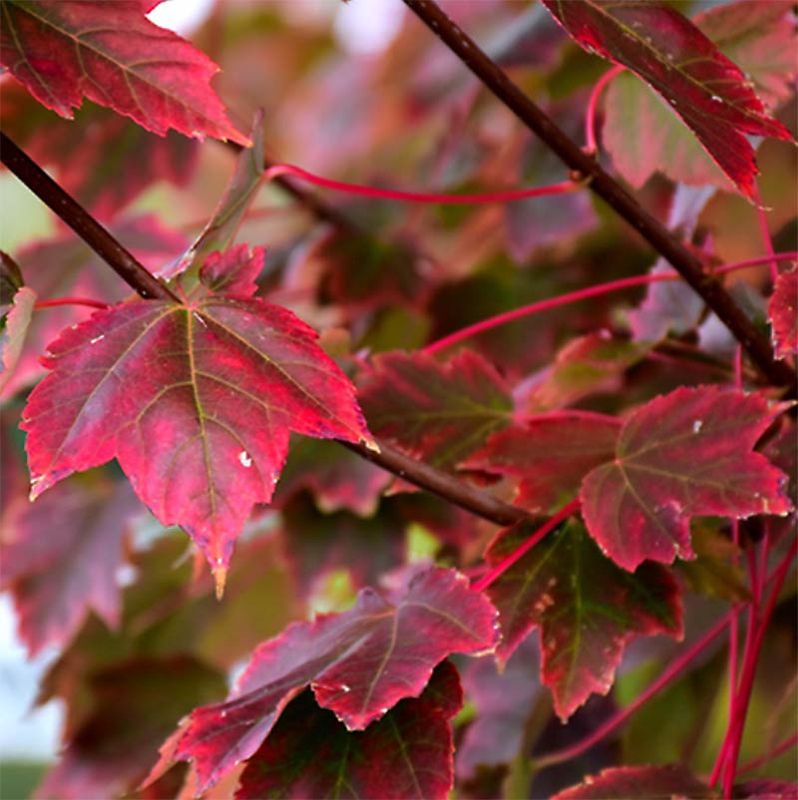 Red Maple "Brandywine"