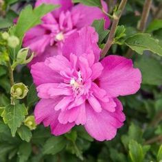 Rose of Sharon "Raspberry Smoothie", Size: 3g
