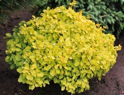 Barberry "Tiny Gold"
