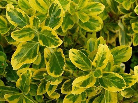 Japanese Euonymus "Aureo-Marginatus", Size: 2g
