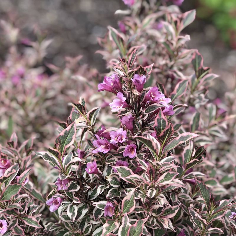 Weigela "My Monet 'Purple Effect'"