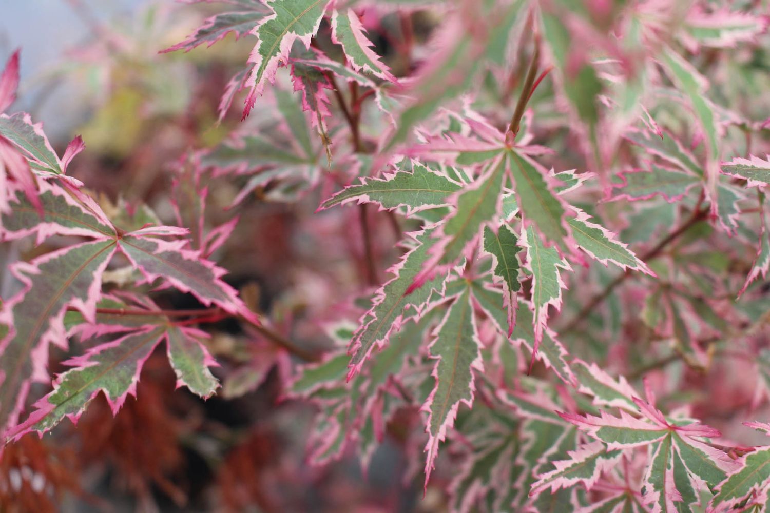 Japanese Maple "Butterfly", Size: 10g