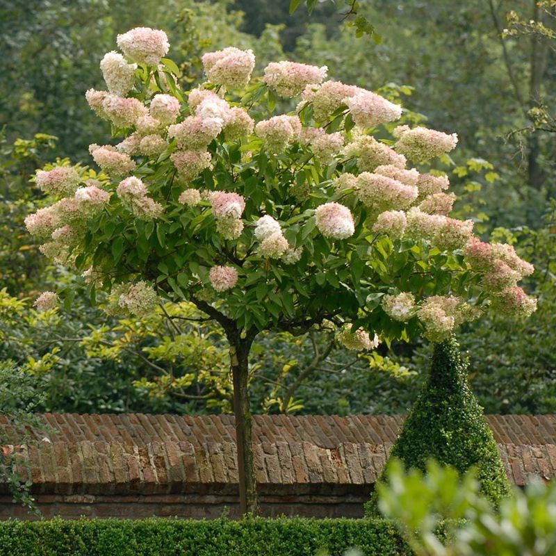 Panicle Hydrangea "Sweet Summer" Patio Tree