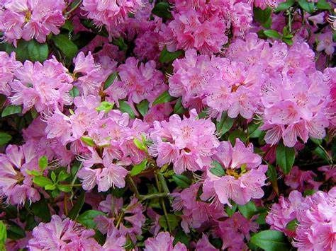 Rhododendron "PJM", Size: 3g