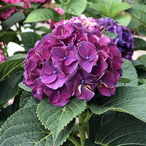 Bigleaf Hydrangea "Wee Bit Grumpy", Size: 2g