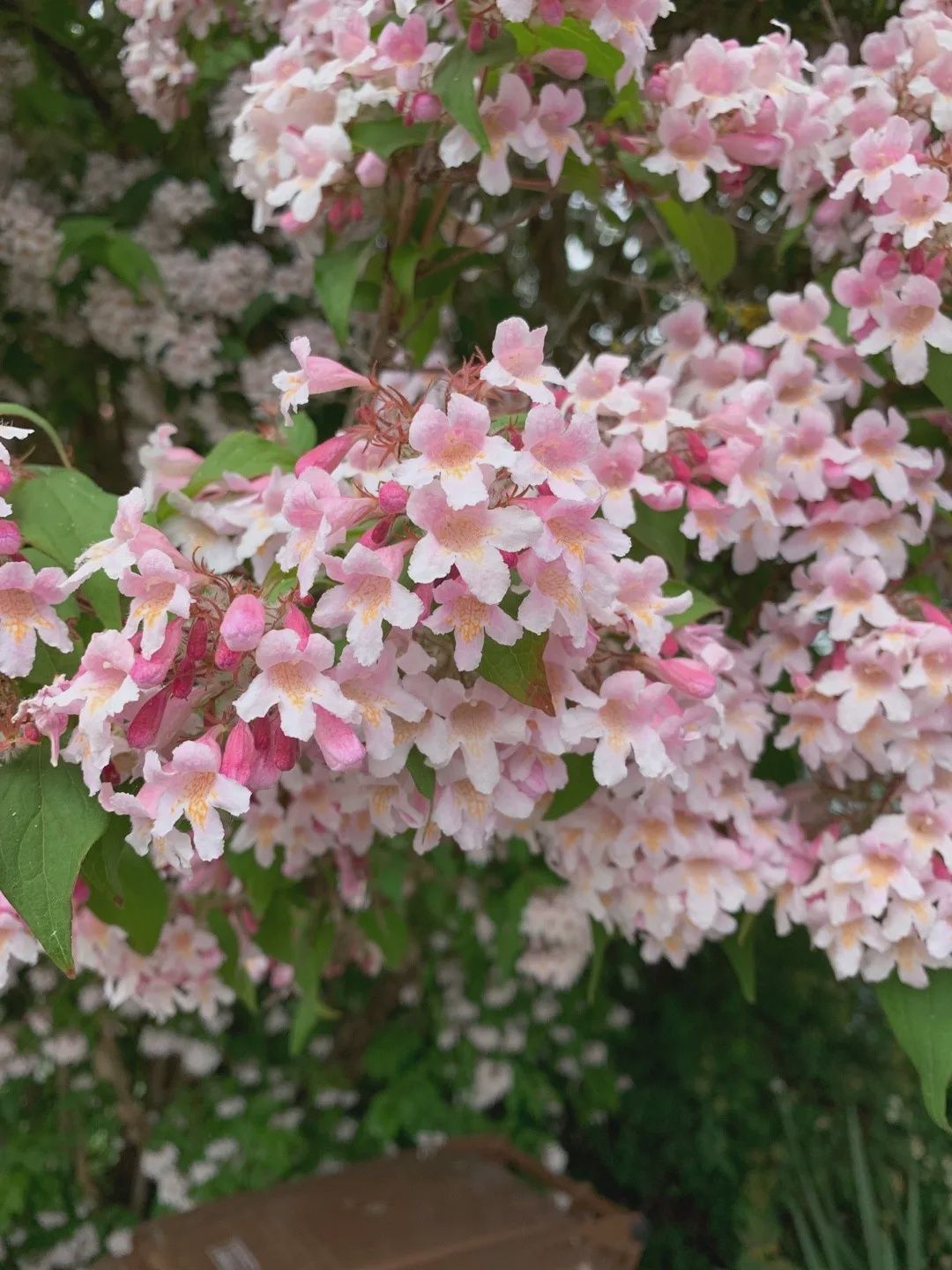 Beautybush "Pink Cloud", Size: 3g