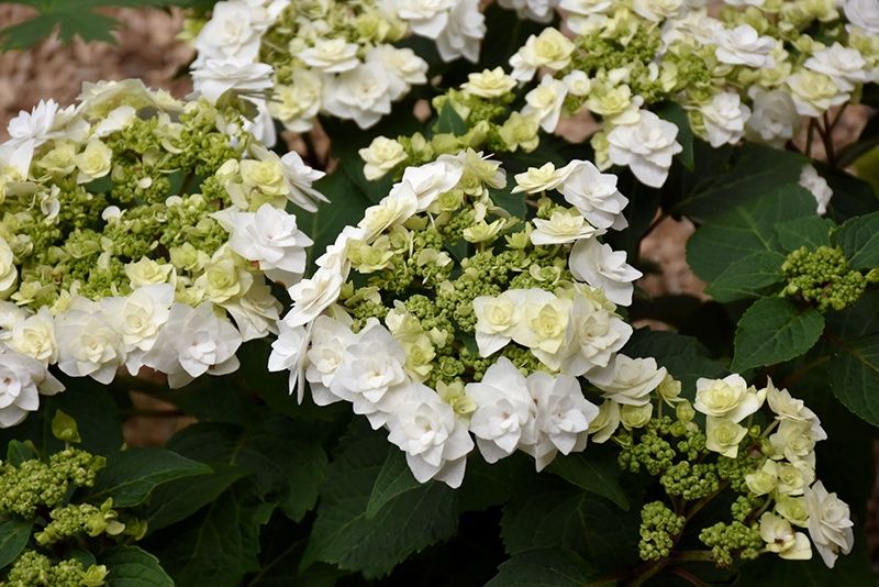 Bigleaf Hydrangea "Wedding Gown", Size: 3g