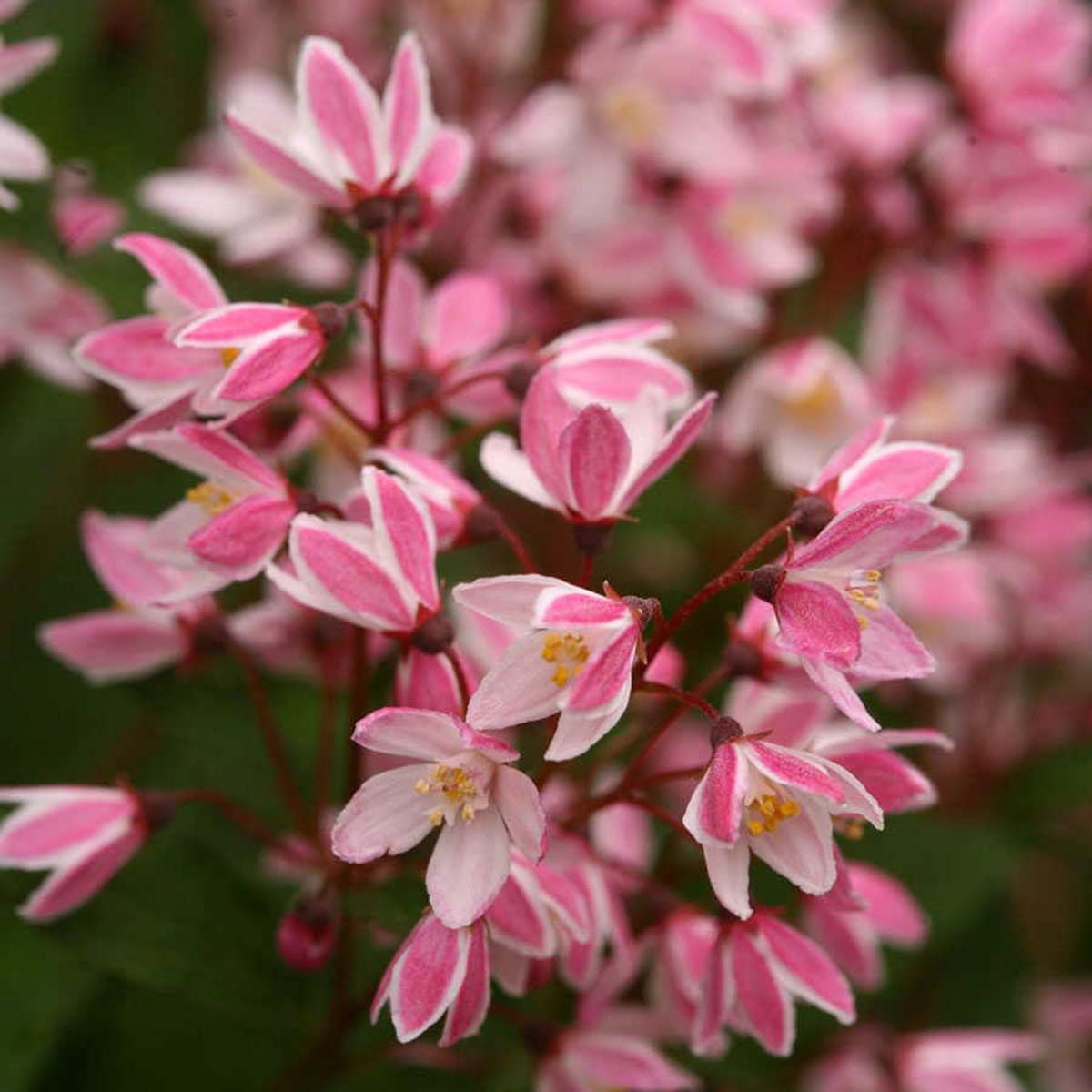 Deutzia "Yuki Cherry Blossom", Size: 3g