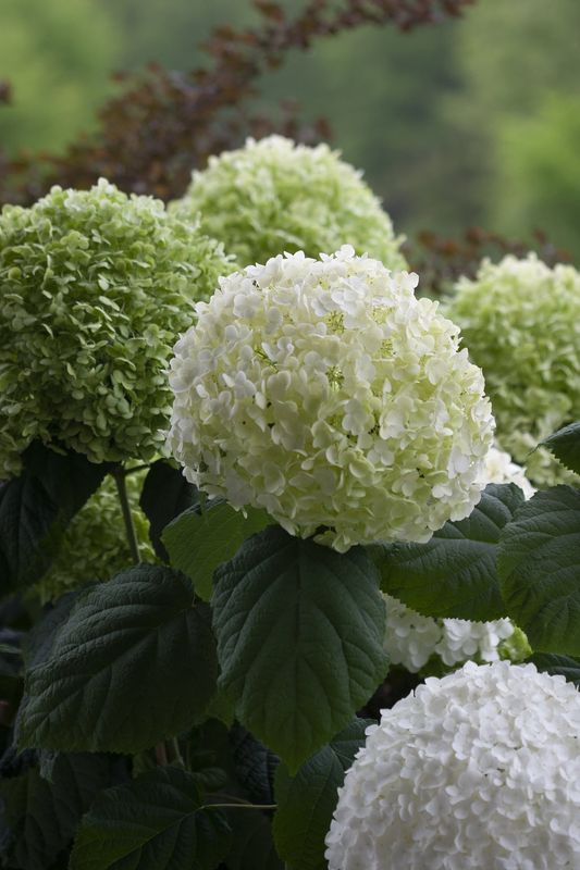 Smooth Hydrangea "Incrediball"