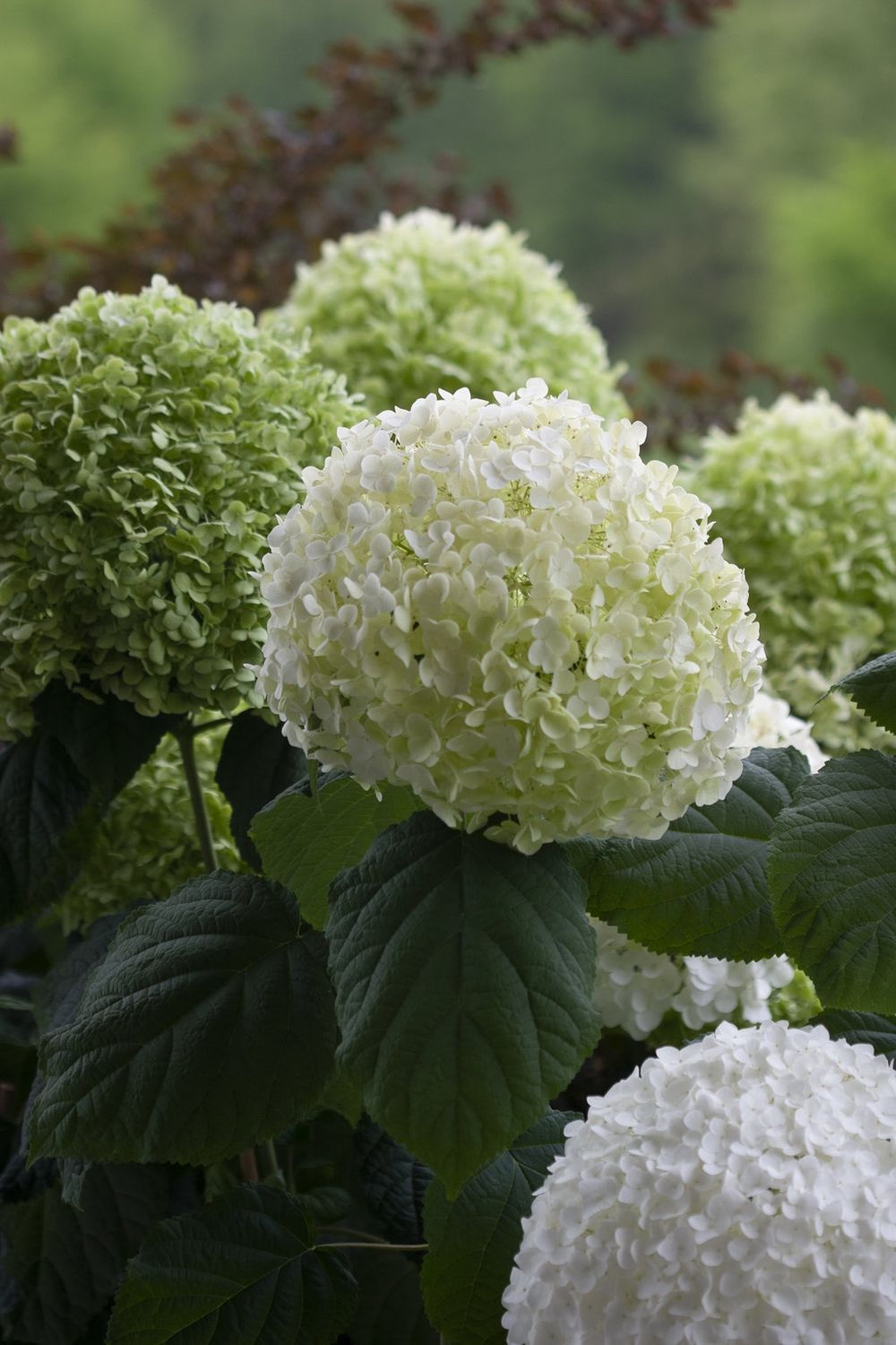 Smooth Hydrangea "Incrediball", Size: 3g