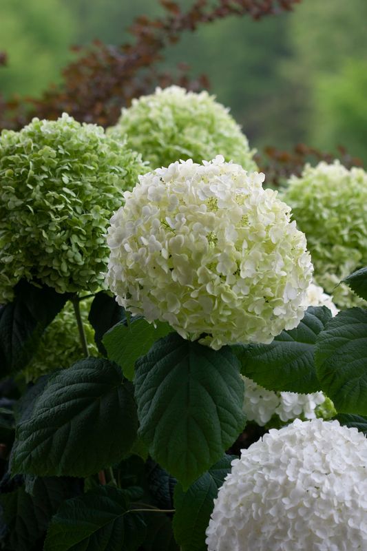 Smooth Hydrangea "Incrediball"