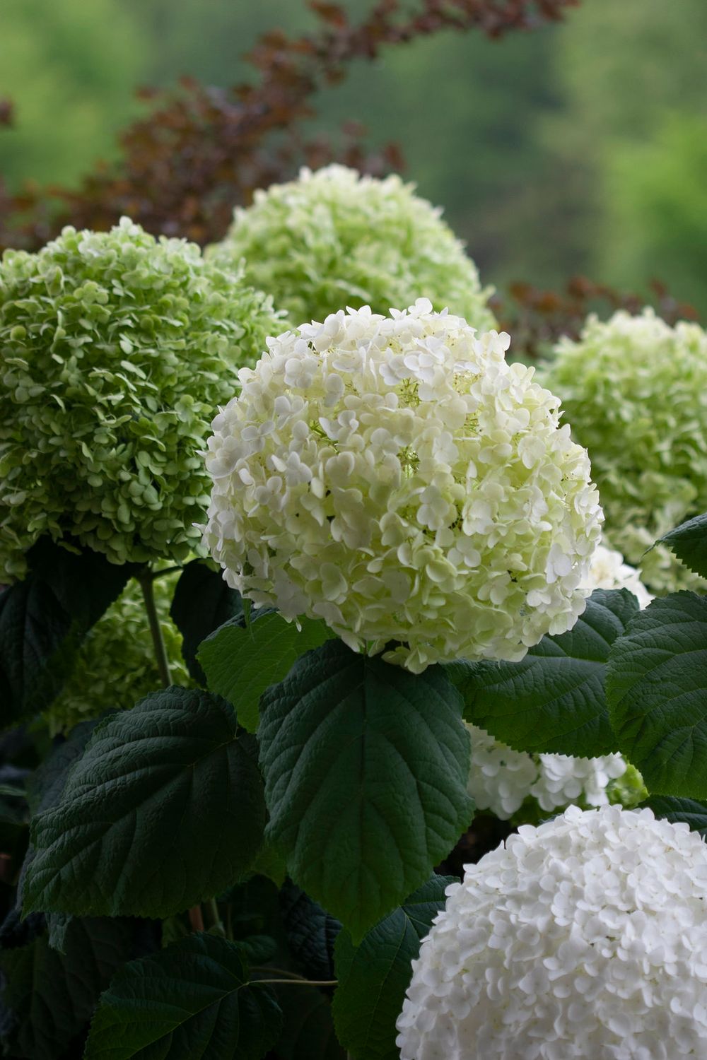 Smooth Hydrangea "Incrediball", Size: 3g