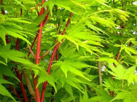 Japanese Maple "Beni Kawa" (Coral Bark)