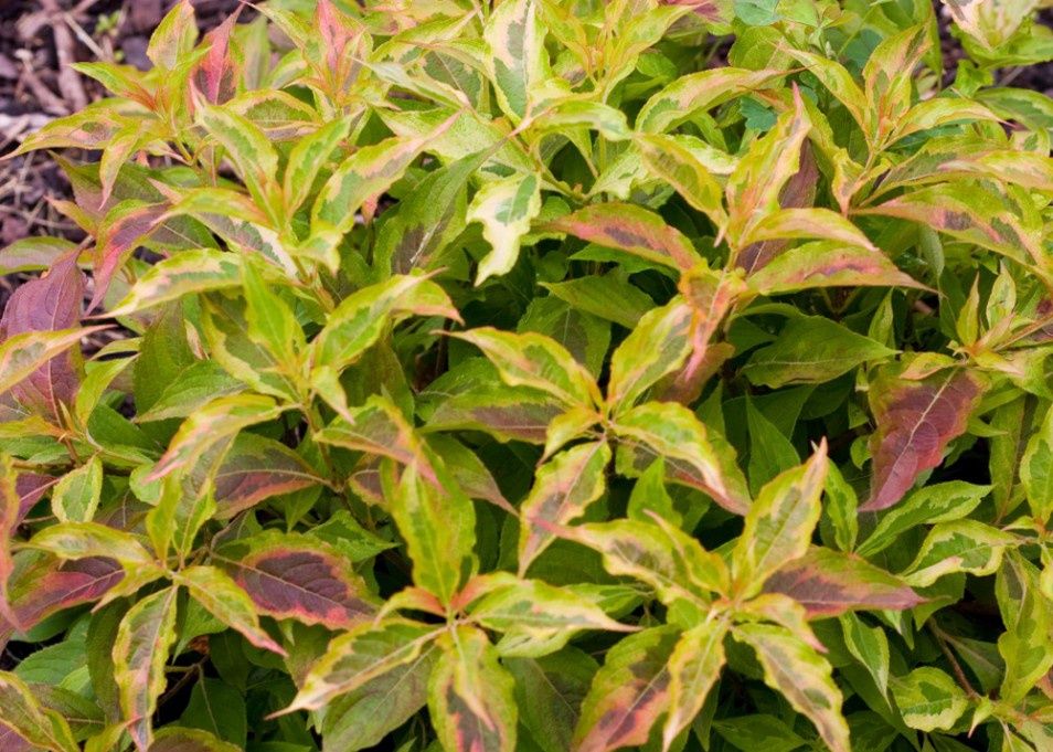 Weigela "My Monet 'Sunset'"