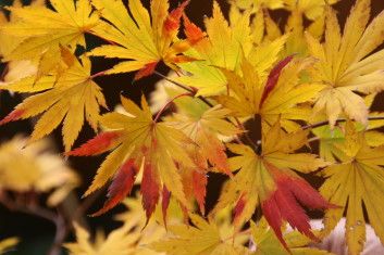 Japanese Maple " Holland 6910", Size: 10g