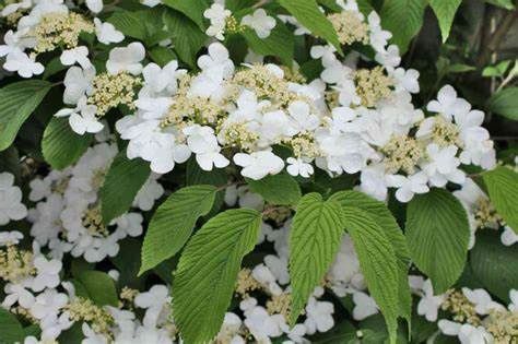 Doublefile Viburnum "Mariesii", Size: 3g