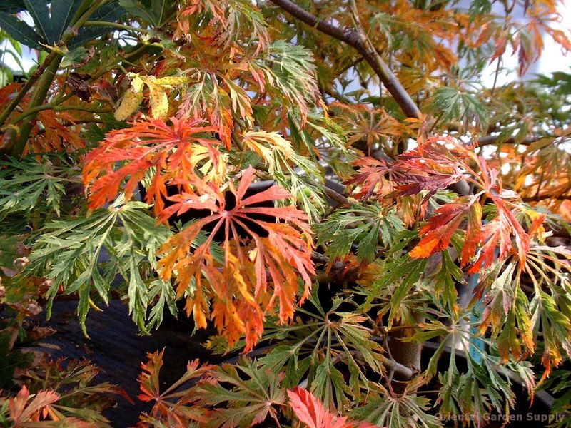 Japanese Maple "Green Cascade