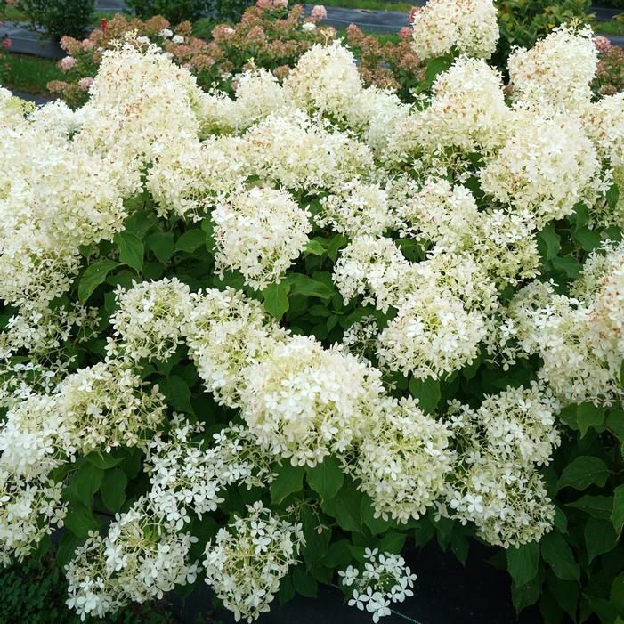 Panicle Hydrangea "Puffer Fish", Size: 3g