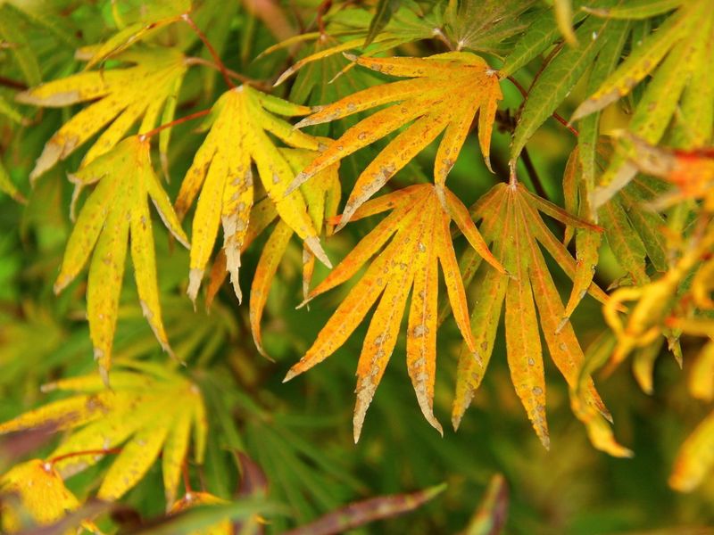 Japanese Maple "Shoryu no tsume"