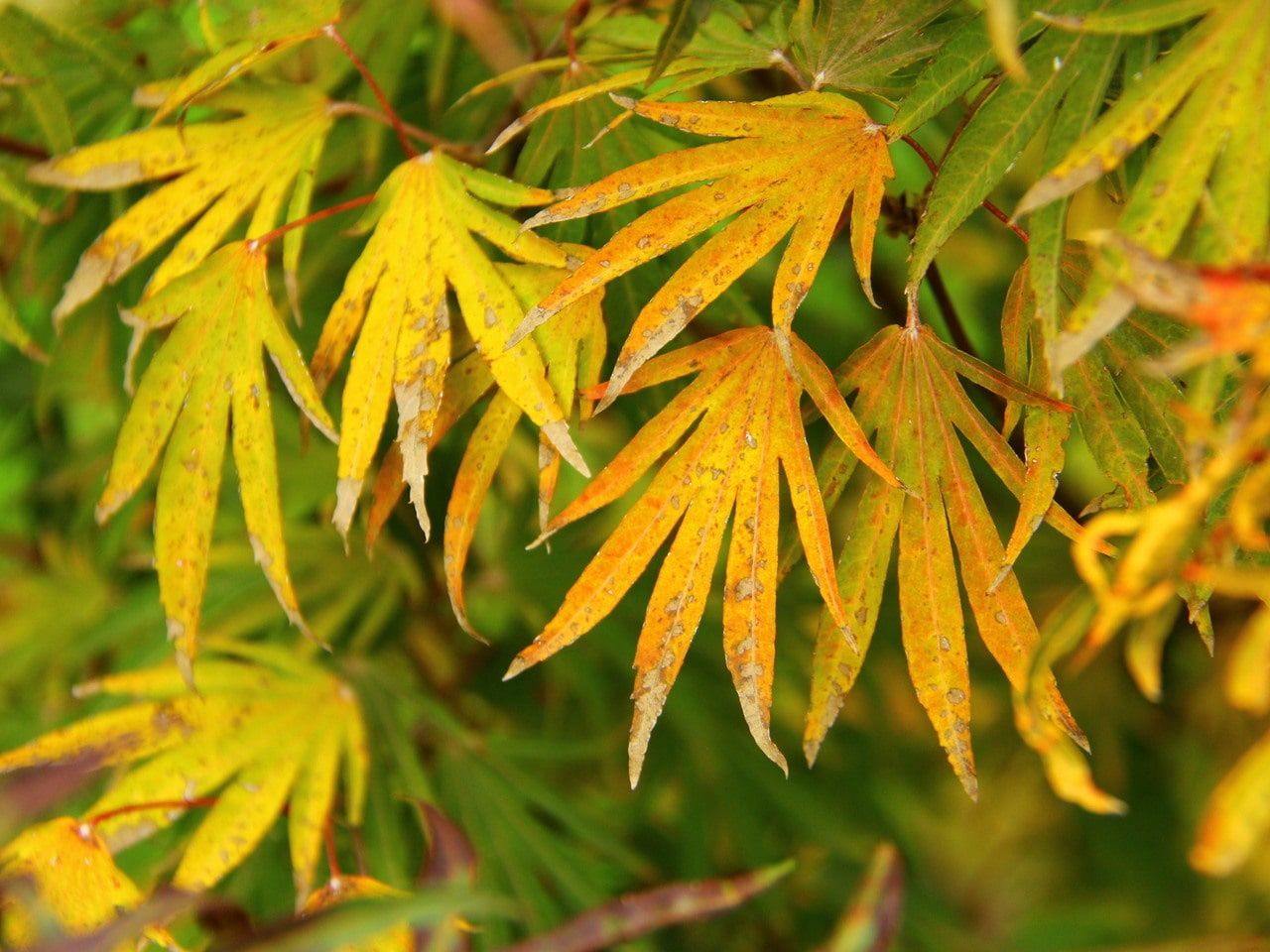 Japanese Maple "Shoryu no tsume", Size: 15g