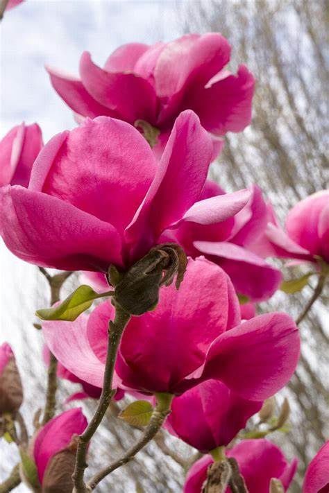 Magnolia "Felix"