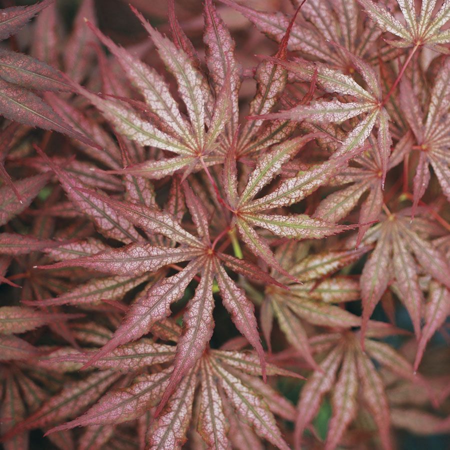 Japanese Maple "Mikazuki", Size: s10g