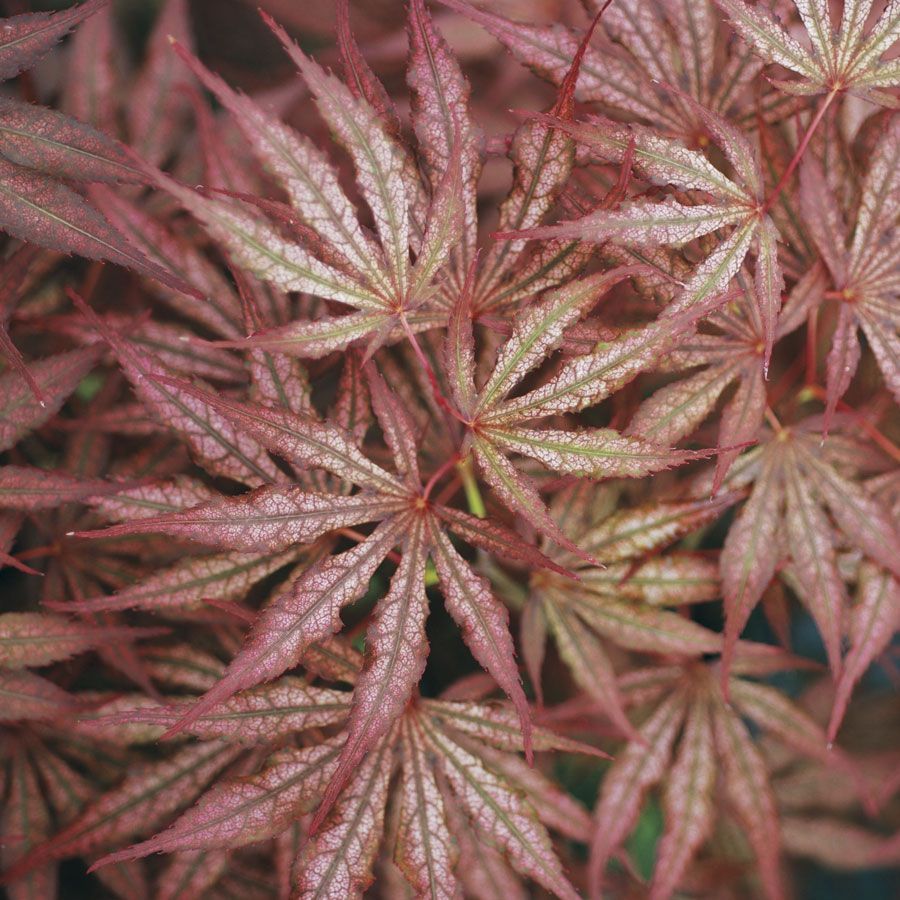 Japanese Maple "Mikazuki", Size: 10g