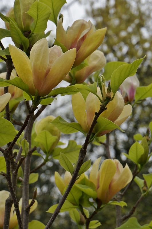 Magnolia "Sunsation"